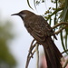 Is It A Wattle Bird_DSC8298 by merrelyn