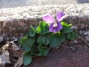 27th Mar 2016 - A Violet on the Near West Side