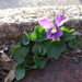A Violet on the Near West Side by gratitudeyear