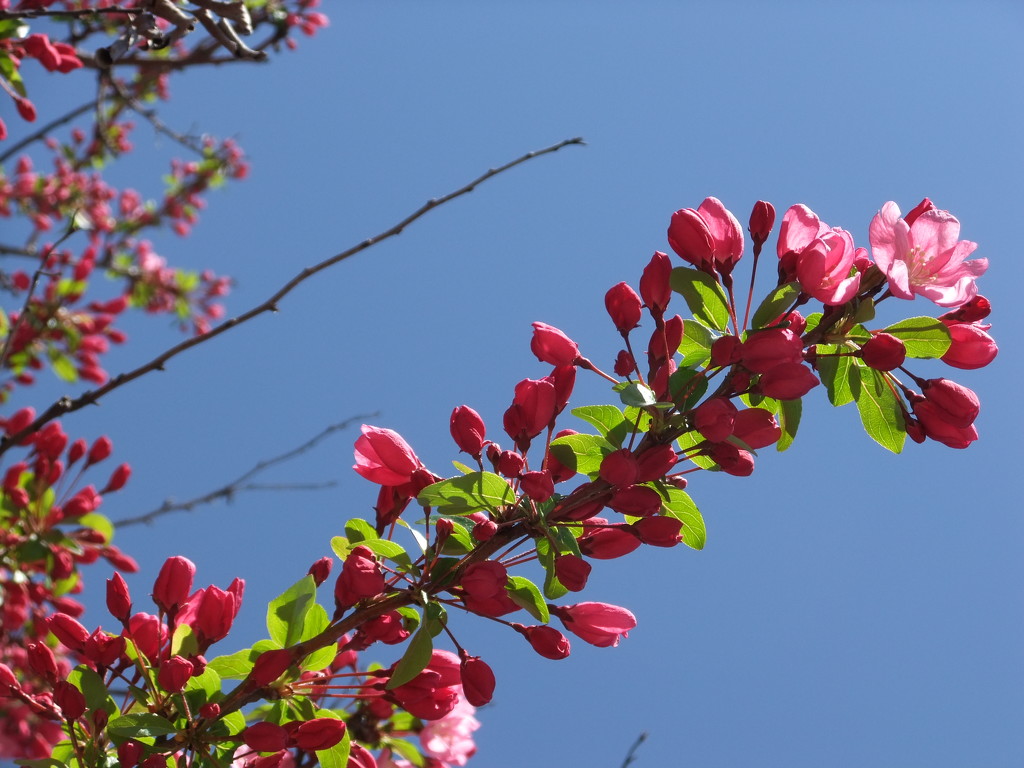 Cherry Blossoms by gratitudeyear