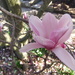 Magnolia by gratitudeyear