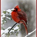 Daddy cardinal in the snow. by sailingmusic
