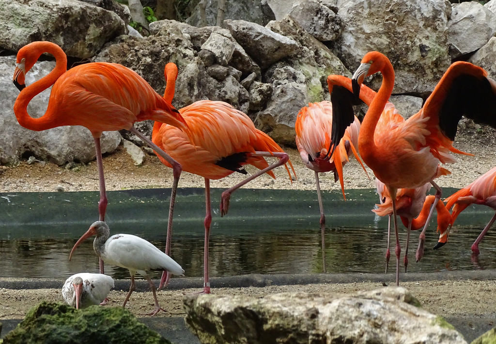 Flamingos by annepann