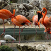 Flamingos by annepann