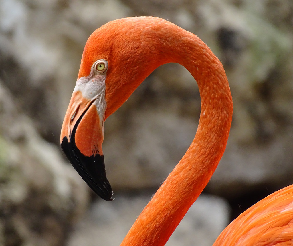 Flamingo by annepann