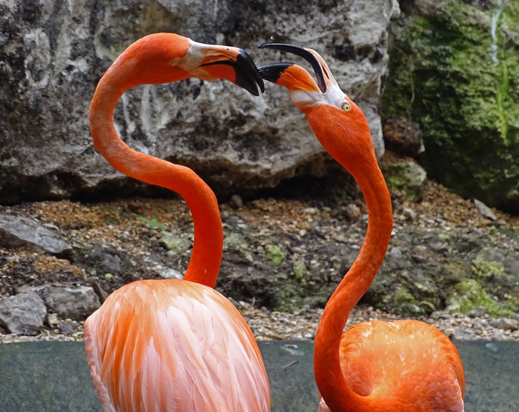 Flamingo Fight by annepann