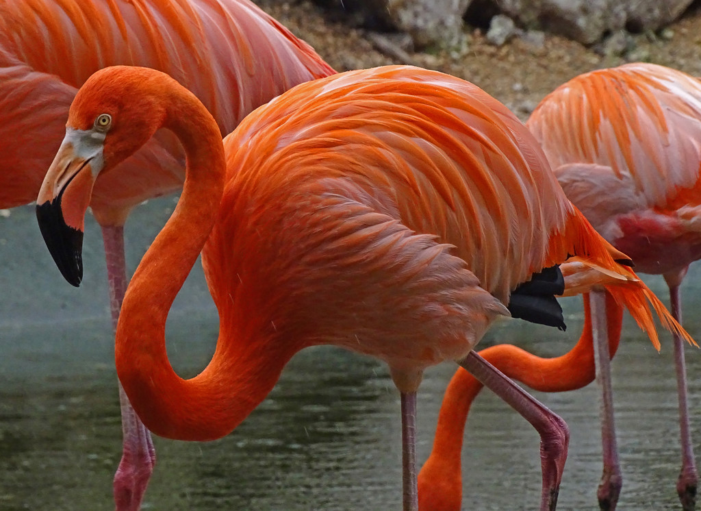 Greater Flamingos by annepann