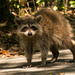 Rocky Raccoon is Still Out! by rickster549