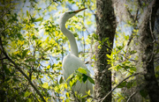 4th Apr 2016 - Egrets in the trees!