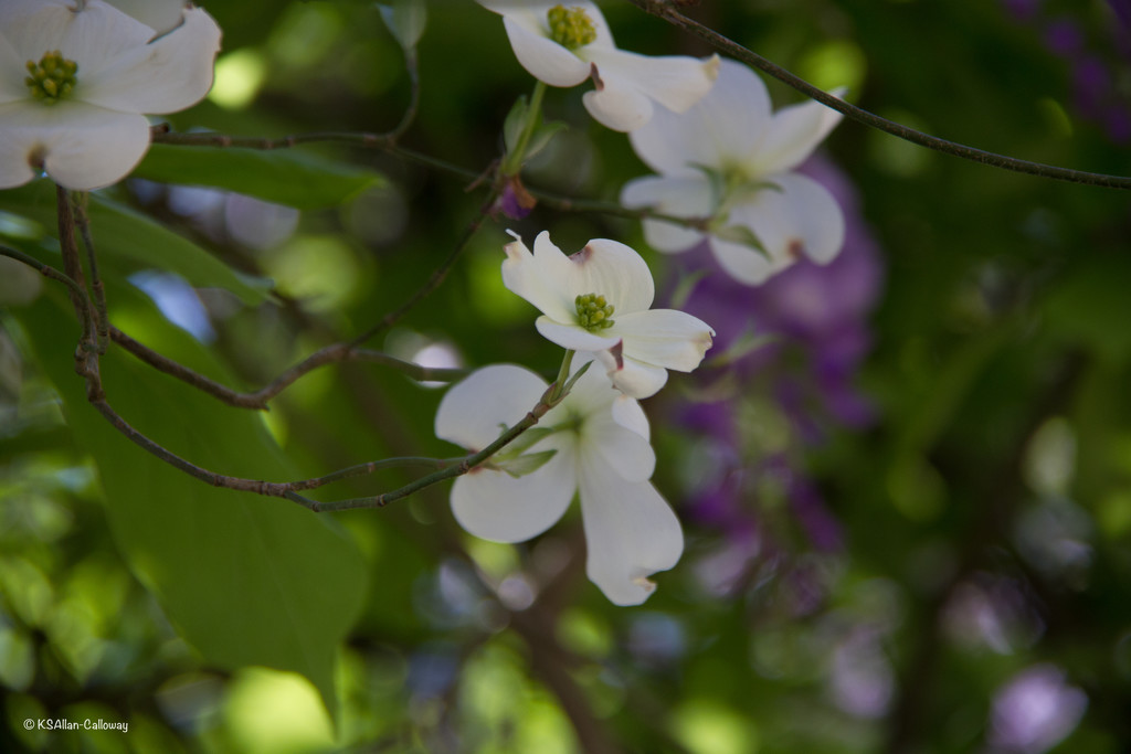 Dogwoods and wisteria by randystreat