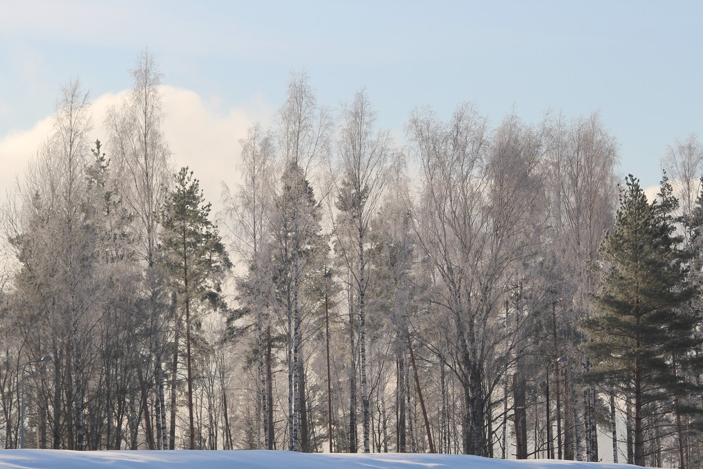 Frosty trees by annelis