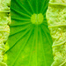 A Tropical Plant by fotoblah