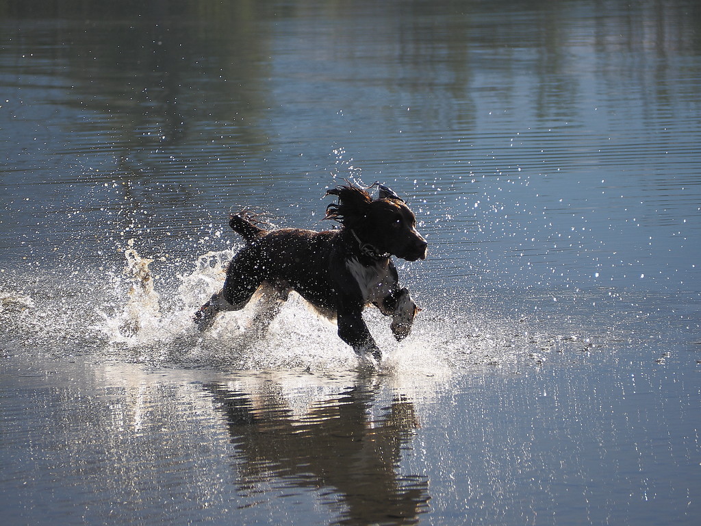 Splash dog by laroque