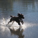 Splash dog by laroque