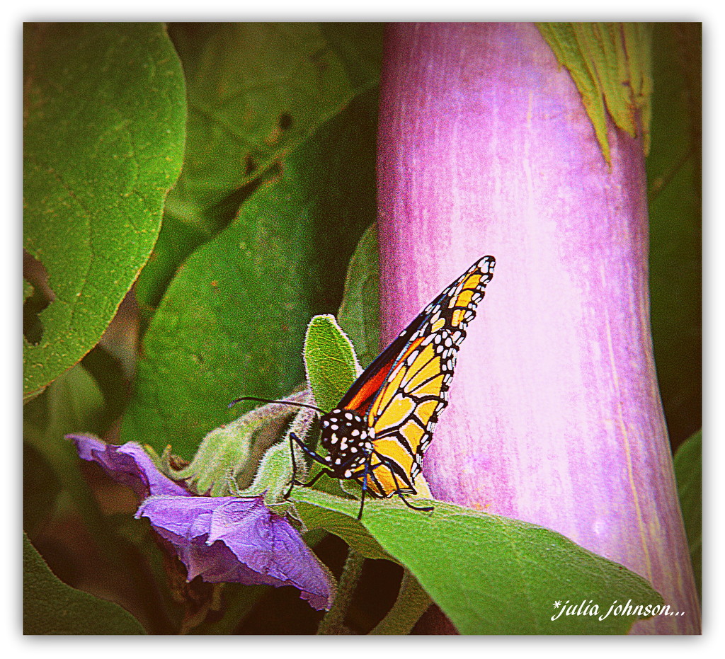 Monarch and Egg Plant... by julzmaioro