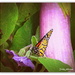Monarch and Egg Plant... by julzmaioro