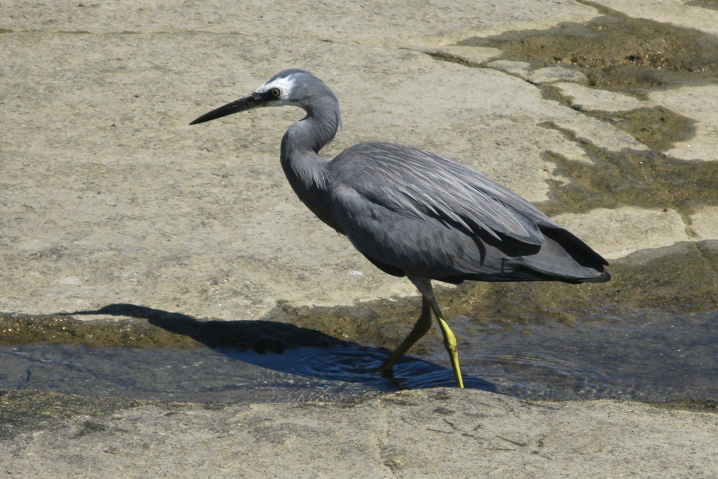 Heron by jeneurell