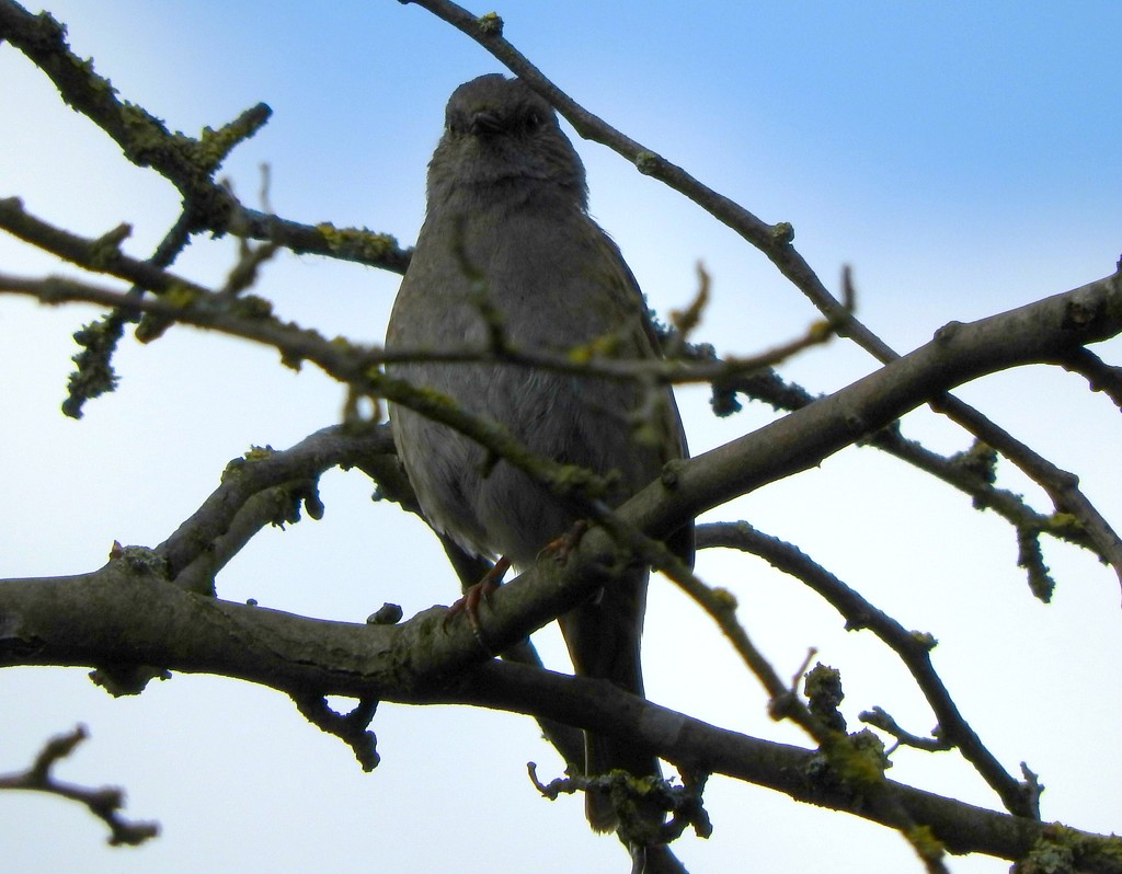 Whitethroat by oldjosh