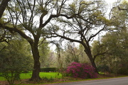 5th Apr 2016 - Live oaks and azaleas, Magnolia Gardens