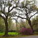 Live oaks and azaleas, Magnolia Gardens by congaree