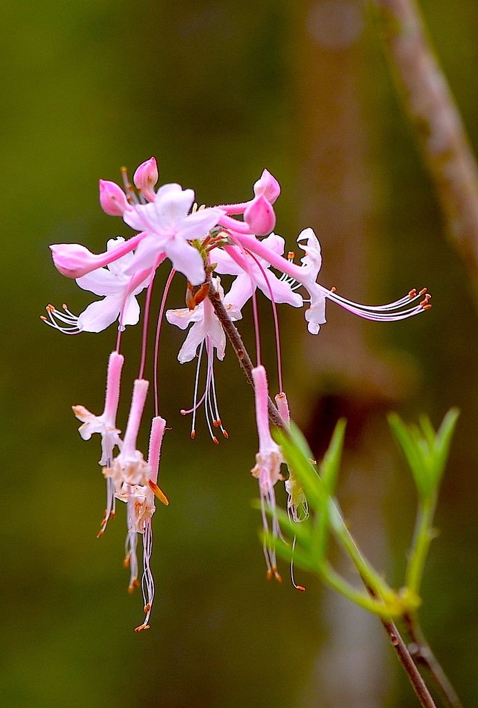Wild azalea, Beidler Forest, Four Holes Swamp by congaree
