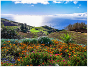 5th Apr 2016 - Ocean Vista,Madeira (best viewed on black)