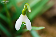 5th Apr 2016 - Close-up of snowdrop