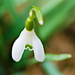 Close-up of snowdrop by elisasaeter