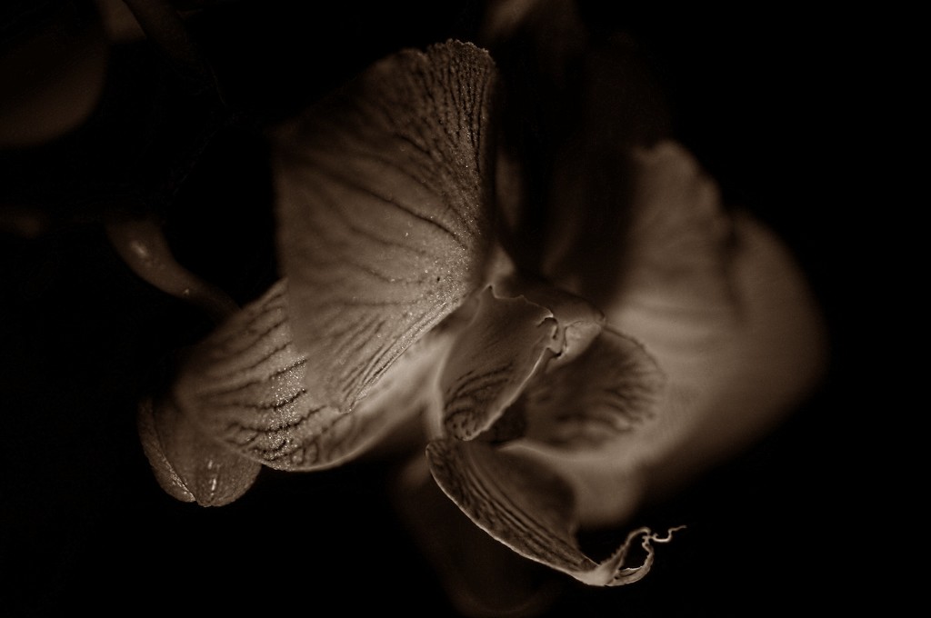 Sepia Orchid by joysabin
