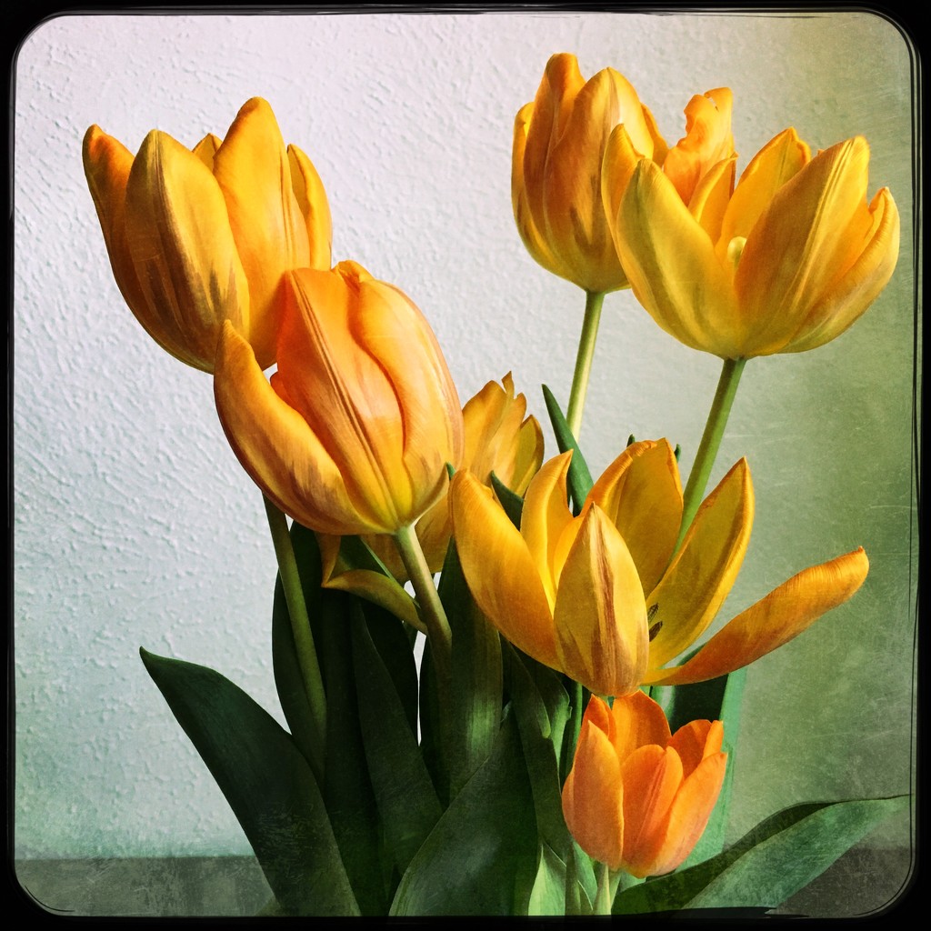 Tulips by jeffjones
