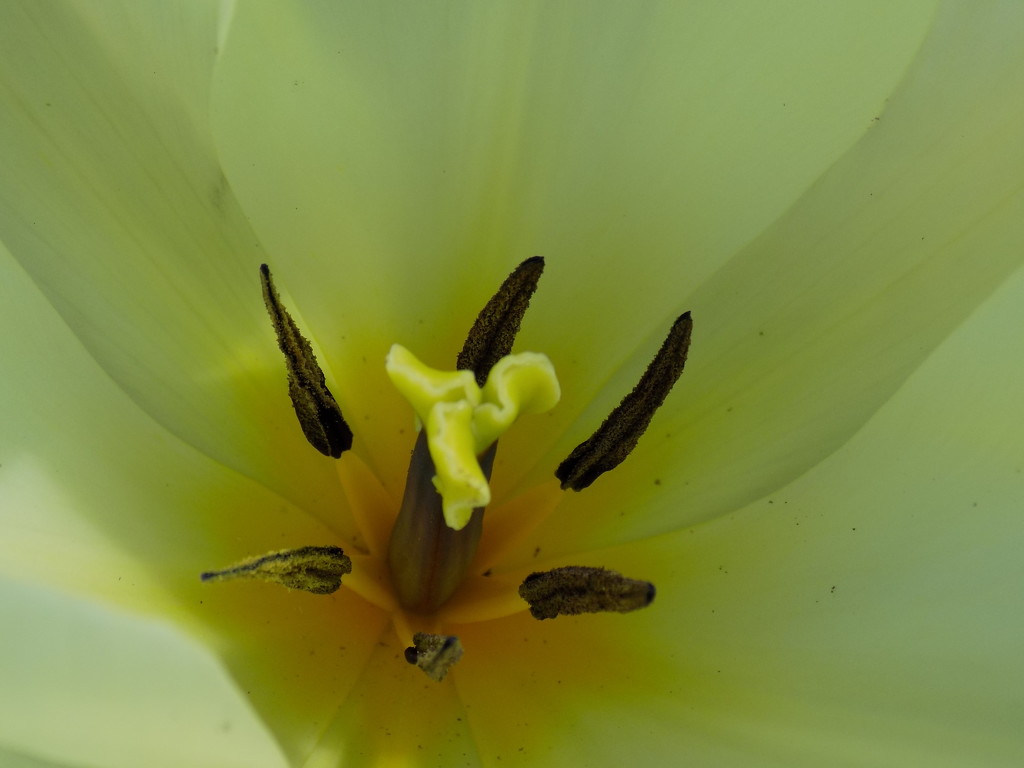 Tulip by flowerfairyann