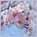 spring blossom by judithdeacon