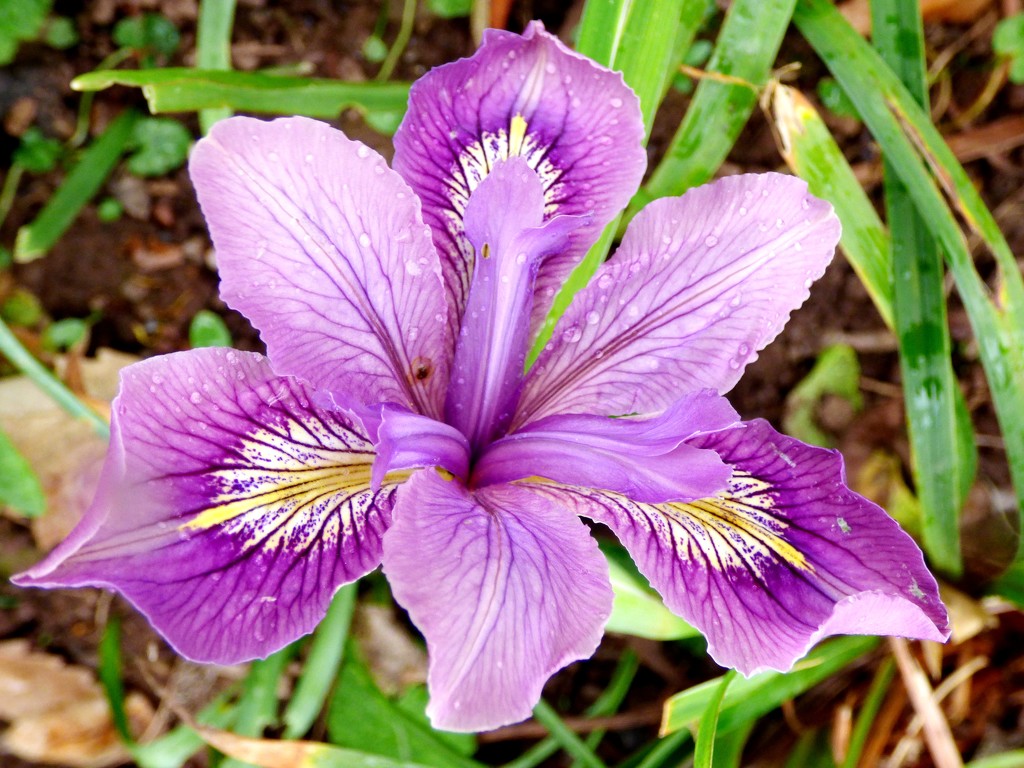 Iris in the woods by julienne1