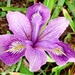 Iris in the woods by julienne1