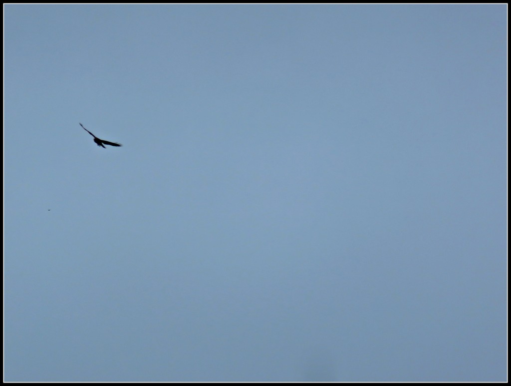 Bird flying high  by countrylassie