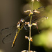 The Dragonfly's are in full force! by rickster549
