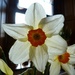 Narcissus by shirleybankfarm