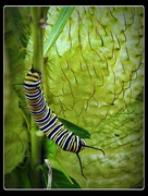 6th Apr 2016 - Monarch caterpillar 