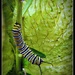 Monarch caterpillar  by yorkshirekiwi