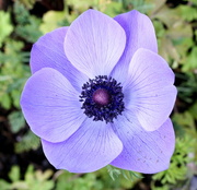 4th Apr 2016 - Another Anemone