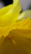 5th Apr 2016 - Half a daffodil