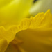 Half a daffodil by m2016