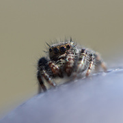 5th Apr 2016 - jumping spider