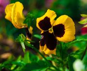 5th Apr 2016 - (Day 52) - Pansy