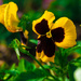 (Day 52) - Pansy by cjphoto