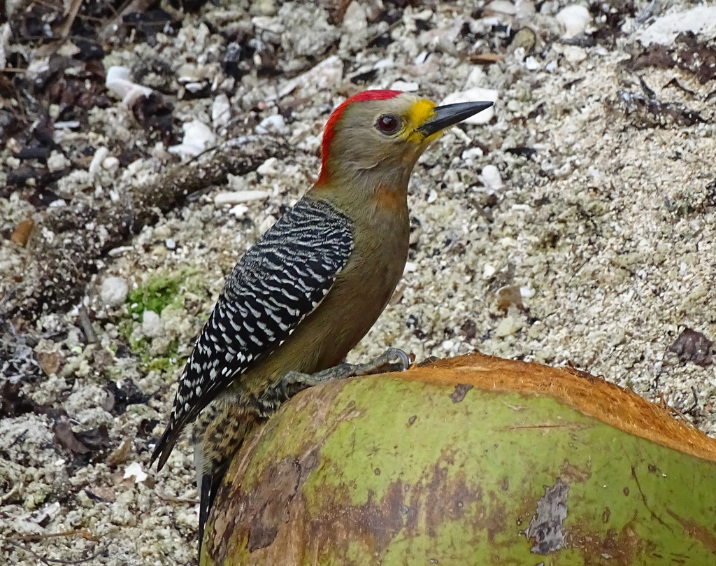Yucatan Woodpecker by annepann