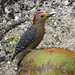 Yucatan Woodpecker by annepann