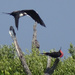 Magnificent Frigatebirds Courting by annepann