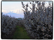 5th Apr 2016 - Apricot orchard