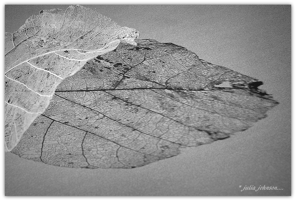 Skeleton Leaf.. by julzmaioro